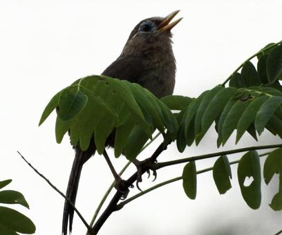 枝につかまり鳴くガビチョウ 枝につかまり鳴くガビチョウの写真
