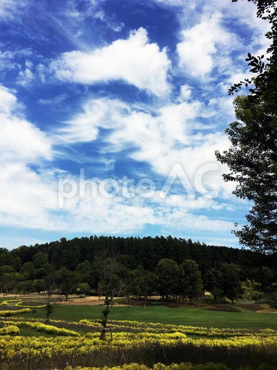 夏空と草木 夏空,草木,風景の写真素材