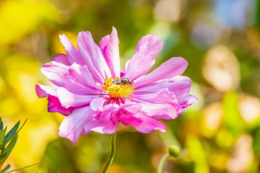 コスモス(73) 花,コスモス,ハナアブの写真素材