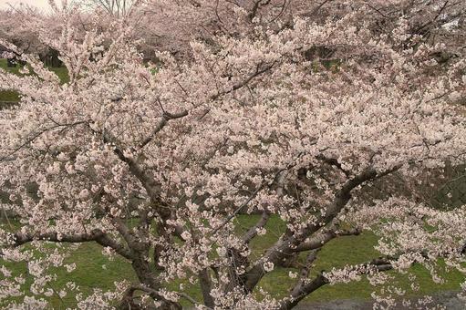 桜 桜の写真