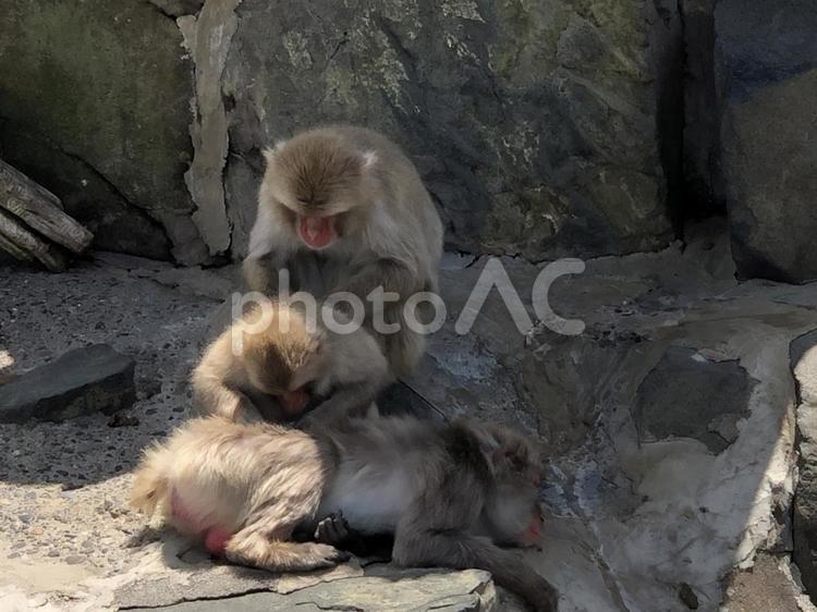 愛情溢れるお猿達!! サル,動物園,岩山の写真素材