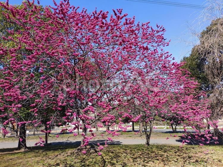 桜　さくら　青空　春 さくら,サクラ,桜の写真素材