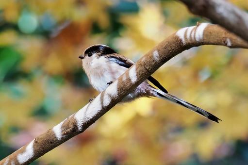 秋のエナガ エナガ,野鳥,小鳥の写真素材