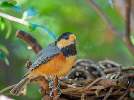 枝にとまるヤマガラの写真