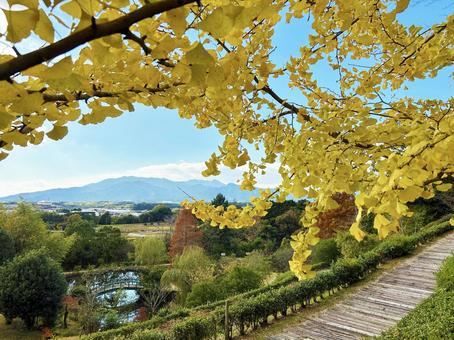 高台から見るイチョウの葉と風景 高台から見るイチョウの葉と風景 空,イチョウの葉,高台の写真素材