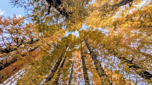 見上げたメタセコイア メタセコイア,アケボノスギ,秋の写真素材