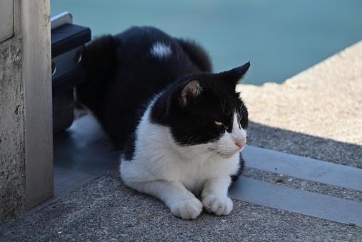 岡山県真鍋島の猫達 岡山県真鍋島の猫達 眼,岡山県,真鍋島の写真素材