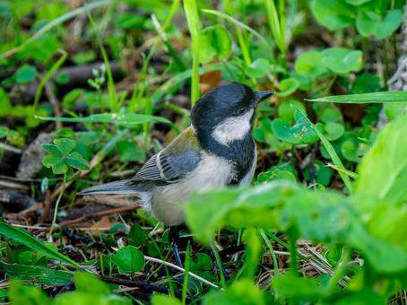 地面を歩くシジュウカラ 地面を歩くシジュウカラの写真