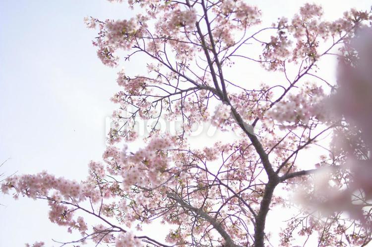 桜 花,自然,春の写真素材