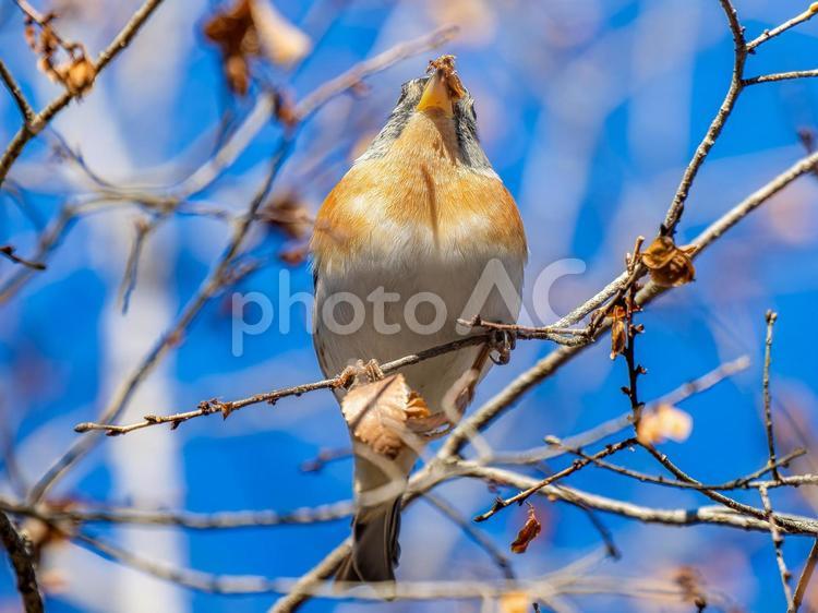 枝にとまるアトリ アトリ,獦子鳥,花鶏の写真素材
