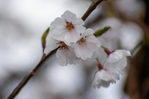 Cherry blossom close-up, JPG Cherry blossom close-up, JPG
