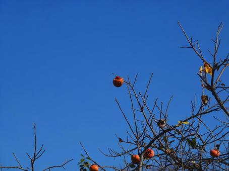 哀愁の季節・紅葉の秋 哀愁の季節・紅葉の秋 紅葉,枯葉,秋の写真素材