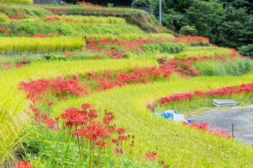 佐賀-【江里山の棚田の彼岸花】 佐賀-【江里山の棚田の彼岸花】 佐賀,江里山,棚田の写真素材