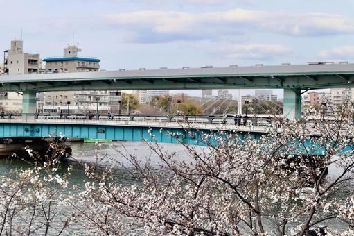 桜と天満橋 桜と天満橋の写真