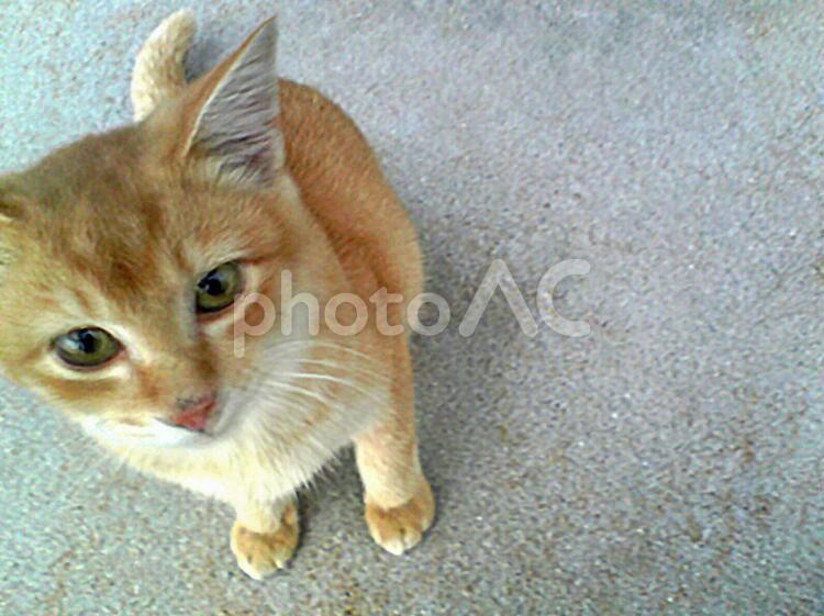 こちらを見つめている茶とらねこ 猫,野良猫,ぬこの写真素材