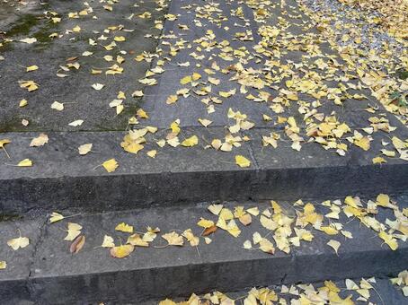 落葉 紅葉,イチョウ,黄色の写真素材