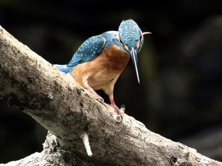 小エビを狙うカワセミ 小エビを狙うカワセミの写真
