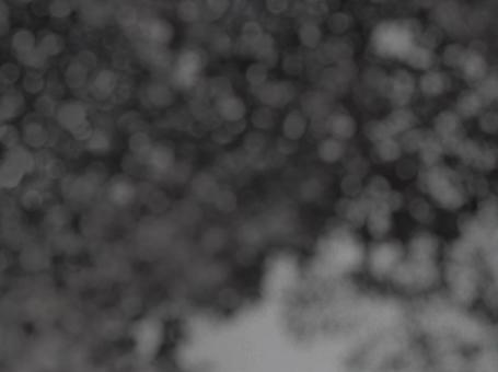 植物のぼかし画像5の写真