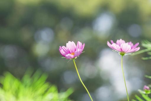 緑背景のコスモス 緑背景のコスモス コスモス,謙虚,乙女の真心の写真素材