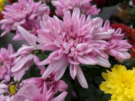 ピンク色の菊 菊,花,flowerの写真素材