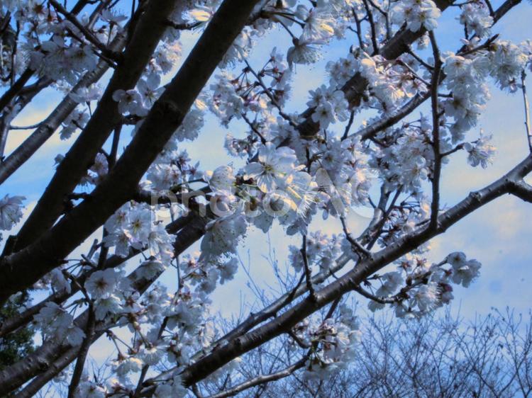 春分前の県立四季の森公園桜の谷の桜樹 神奈川県立四季の森公園,横浜市緑区寺山町,3月の写真素材