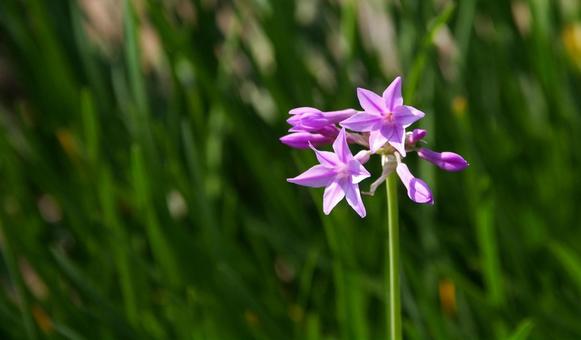 ツルバギア ふれあいの森1 ツルバギア ふれあいの森1 ツルバギア,ソサエティ,ガーリックの写真素材