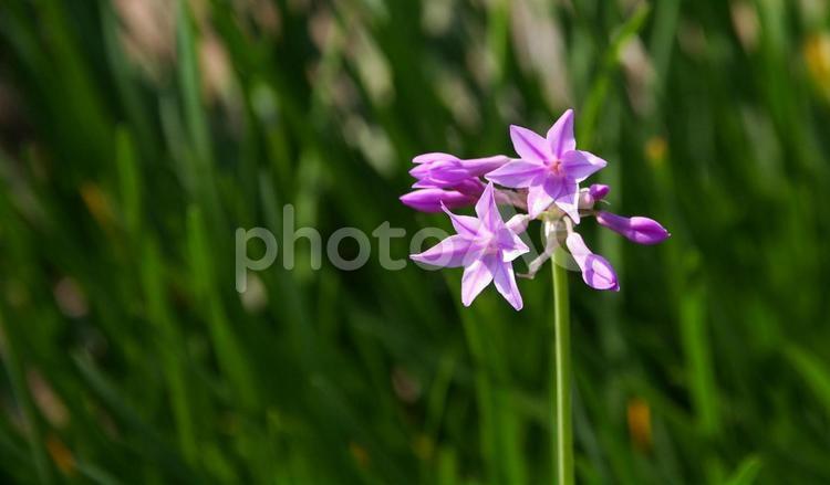 ツルバギア　ふれあいの森1 ツルバギア,ソサエティ,ガーリックの写真素材