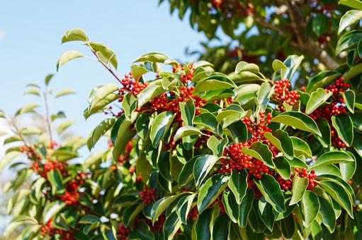 クロガネモチの実 自然,グリーン,癒しの写真素材