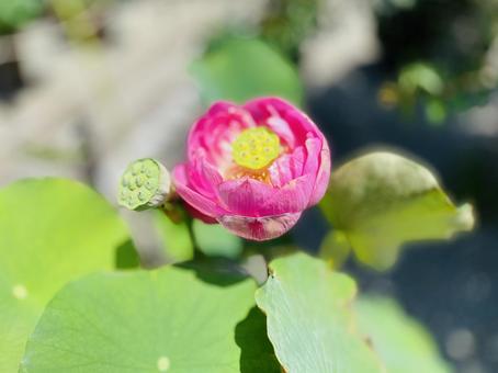 Pink lotus, JPG Pink lotus, JPG