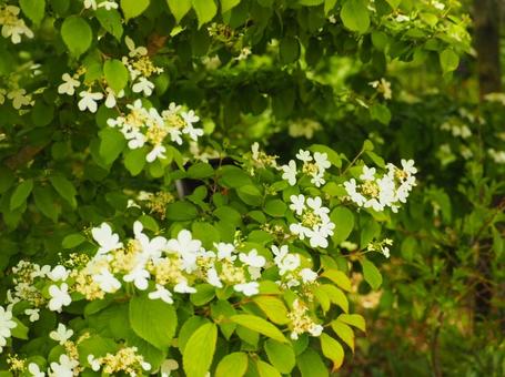 Photo, yabudemari, flower, green, 