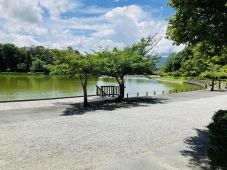 Photo, kashihara shrine, kashihara city, nara prefecture, a shrine, 