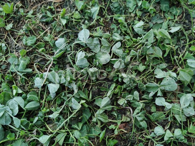 朝日に当たる霜が降りた踏まれた雑草 自然,晴れ,空の写真素材