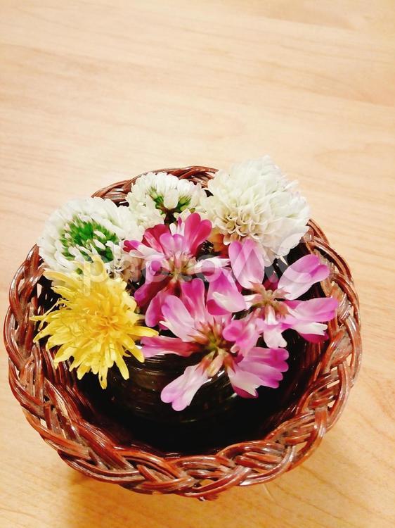 春の草花4　れんげ　たんぽぽ　シロツメグサ 春の草花,れんげ,たんぽぽの写真素材
