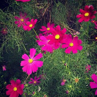 コスモスの写真