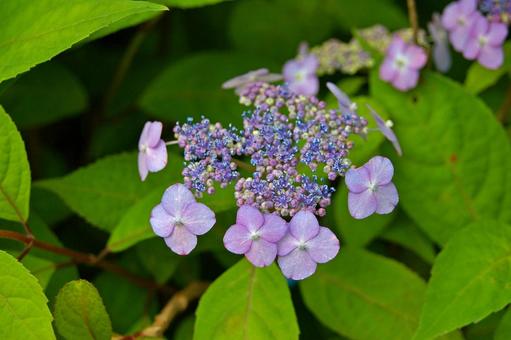 アマチャ アマチャ,甘茶,hydrangeaの写真素材