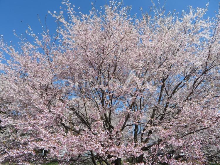 日本三大桜で有名な実相寺の桜と青空 山高神代ザクラ,日本三大桜,エドヒガンザクラの写真素材