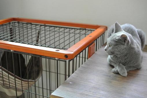 Photo, cat, russian blue, cage, 