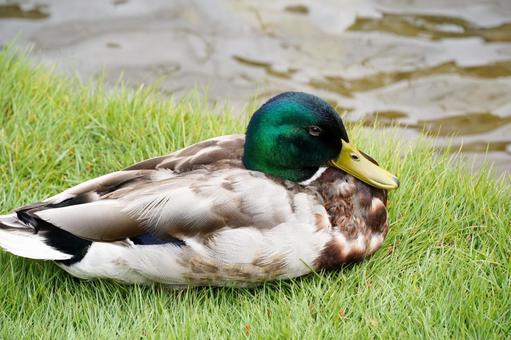 Photo, brown, close-up, mallard, 