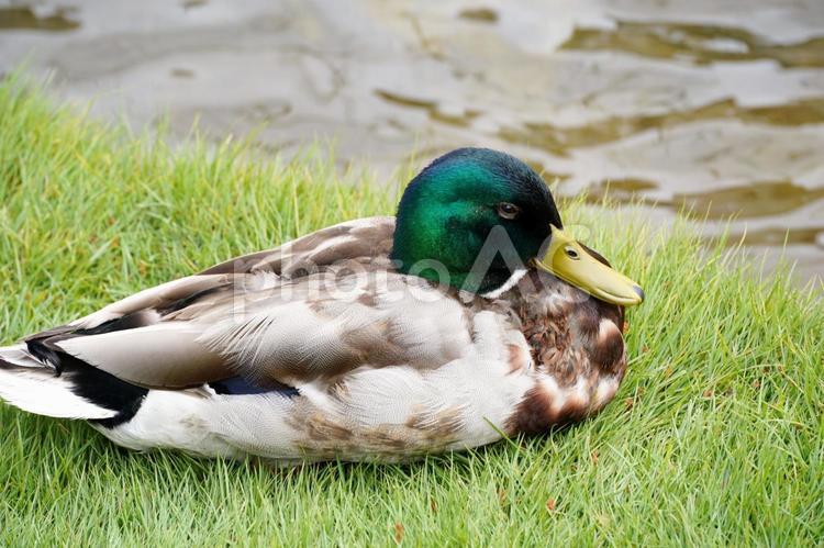 水辺で休むマガモ 茶色,クローズアップ,マガモの写真素材