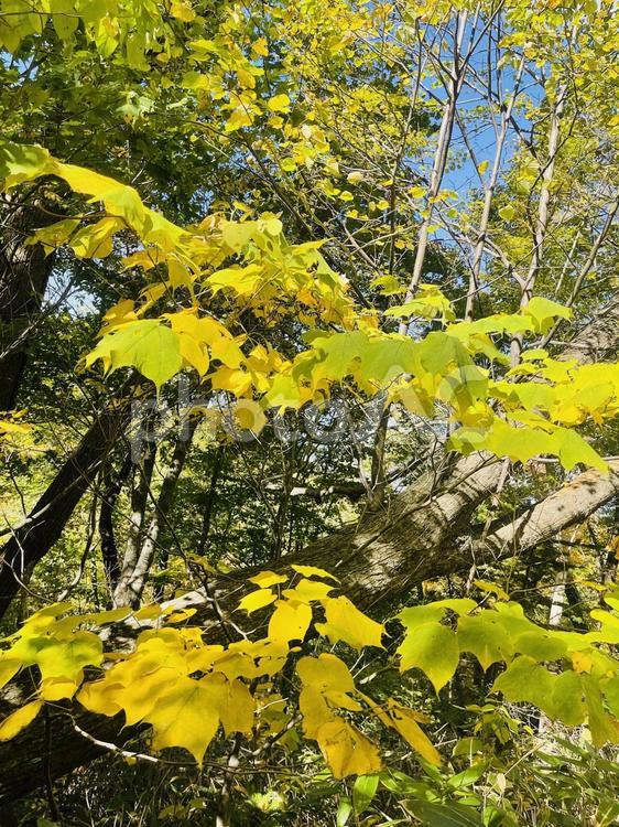 黄色に染まる秋の木々 風景,秋,自然の写真素材