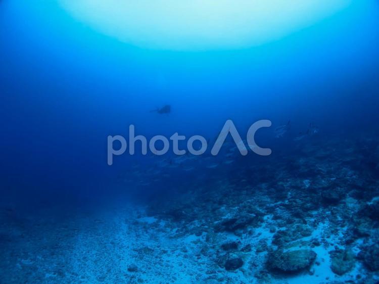 ダイバーとギンガメアジ ダイビング,スキューバダイビング,海の写真素材