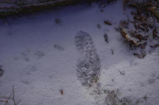 雪の足跡の写真