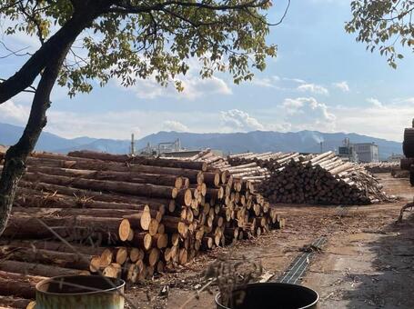 貯木場　吉野杉　陸上貯木場　木材集積場 貯木場,吉野杉,陸上貯木場の写真素材