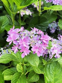 紫陽花の写真
