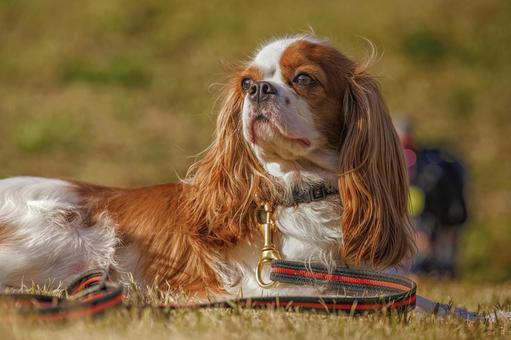 キャバリア・キングチャールズ・スパニエル 犬,キャバリア,キングチャールズの写真素材