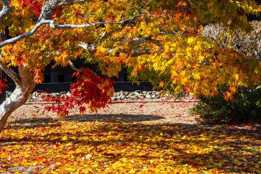 佐々木家住宅の秋景色⑾ 晩秋,紅葉,モミジの写真素材