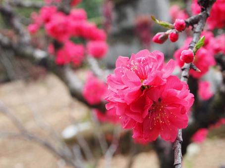 マゼンタ色の花 ピンク,桃色,八重桜の写真素材