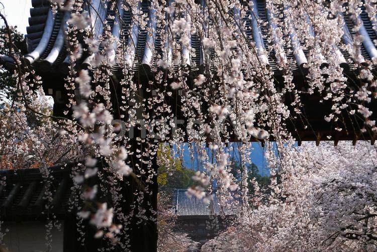 世界遺産の桜 京都,醍醐寺,世界遺産の写真素材