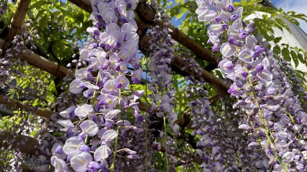 Wisteria at Yasubei Park②, JPG