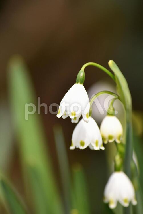 スノーフレーク・鈴蘭水仙 3月,4月,いやしの写真素材